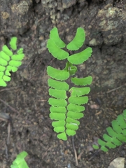 Adiantum philippense image