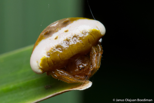 Cyrtarachne nagasakiensis Strand, 1918