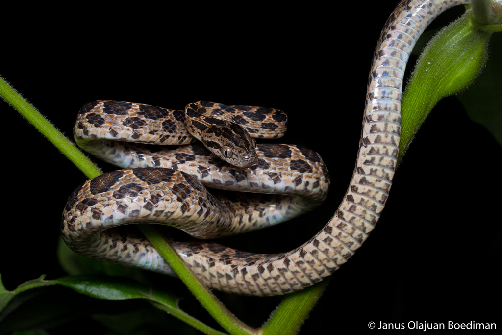 Many-spotted Cat Snake in February 2023 by Janus Olajuan Boediman ...