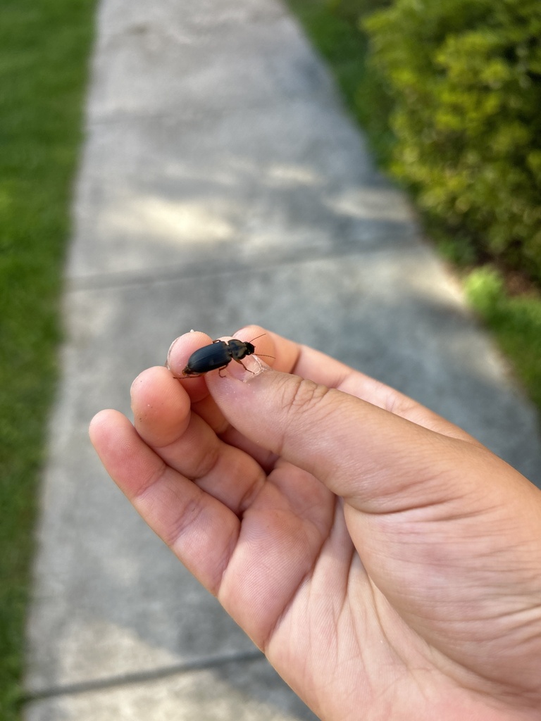 Pennsylvania Dingy Ground Beetle from Middletown Rd, Parkton, MD, US on