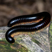 Ruby-footed Black Millipede - Photo (c) Steve Woodhall, all rights reserved, uploaded by Steve Woodhall