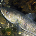 Atlantic Cod - Photo (c) peterraskmoller, all rights reserved
