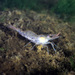 Baltic Prawn - Photo (c) peterraskmoller, all rights reserved