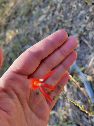 iNaturalist observation photo of San Gabriel beardtongue