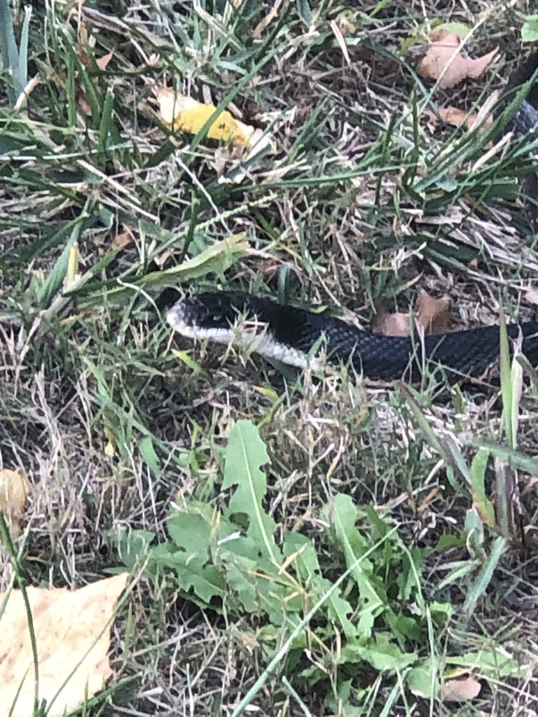 Western Ratsnake from Mill Creek Streamway Park, Lenexa, KS, US on ...