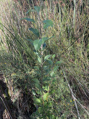iNaturalist observation photo of rose family
