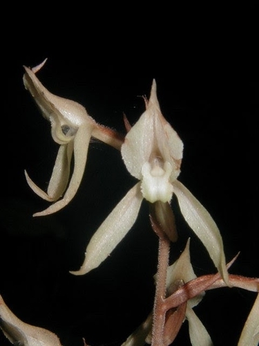 Eltroplectris