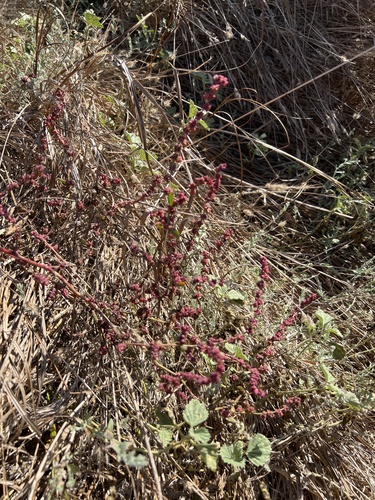 iNaturalist observation photo of Creeping Saltbush