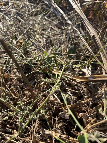 iNaturalist observation photo of Prostrate Knotweed