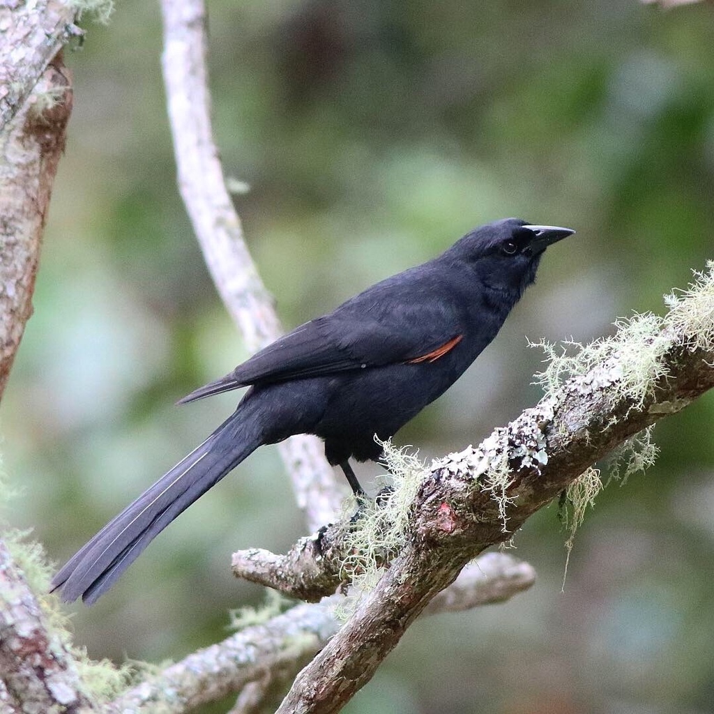 Mountain Grackle photo