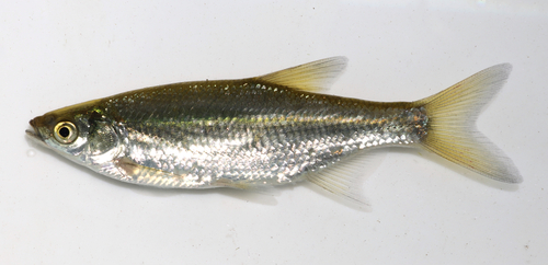 Golden Shiner