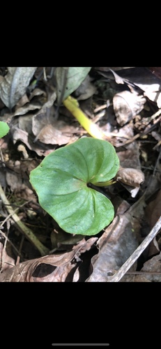 Nervilia jacksoniae