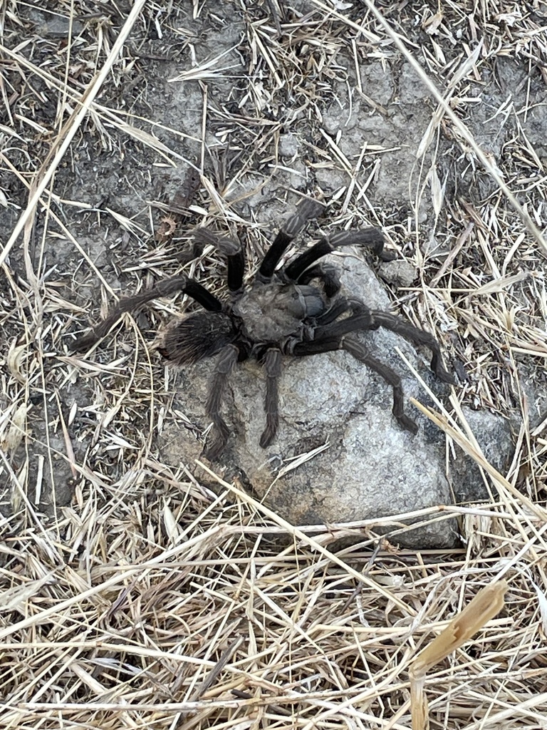 Johnny Cash Tarantula from Shell Ridge Open Space, Walnut Creek, CA, US