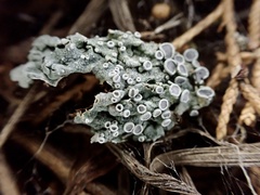 Lichen