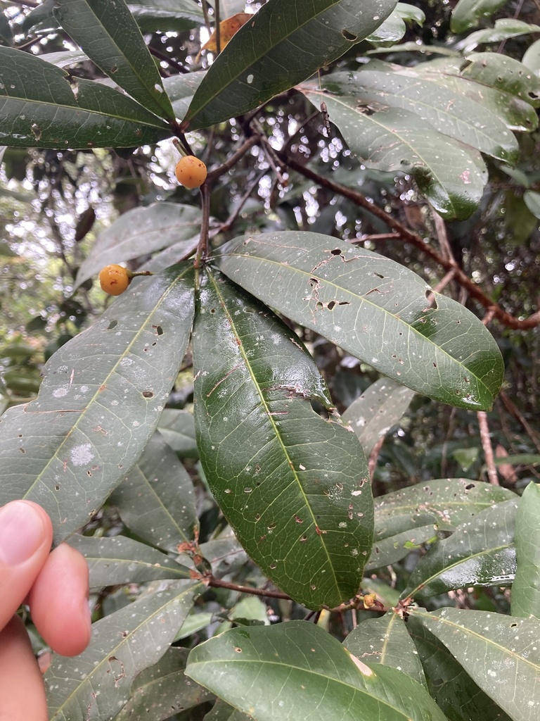 Acronychia acronychioides from Paluma Range National Park, Crystal