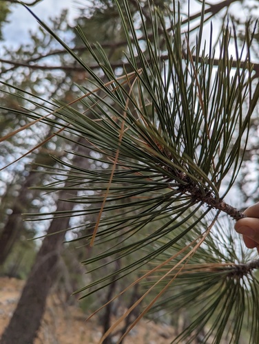 iNaturalist observation 2023-09-29