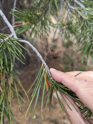 iNaturalist observation 2023-09-29