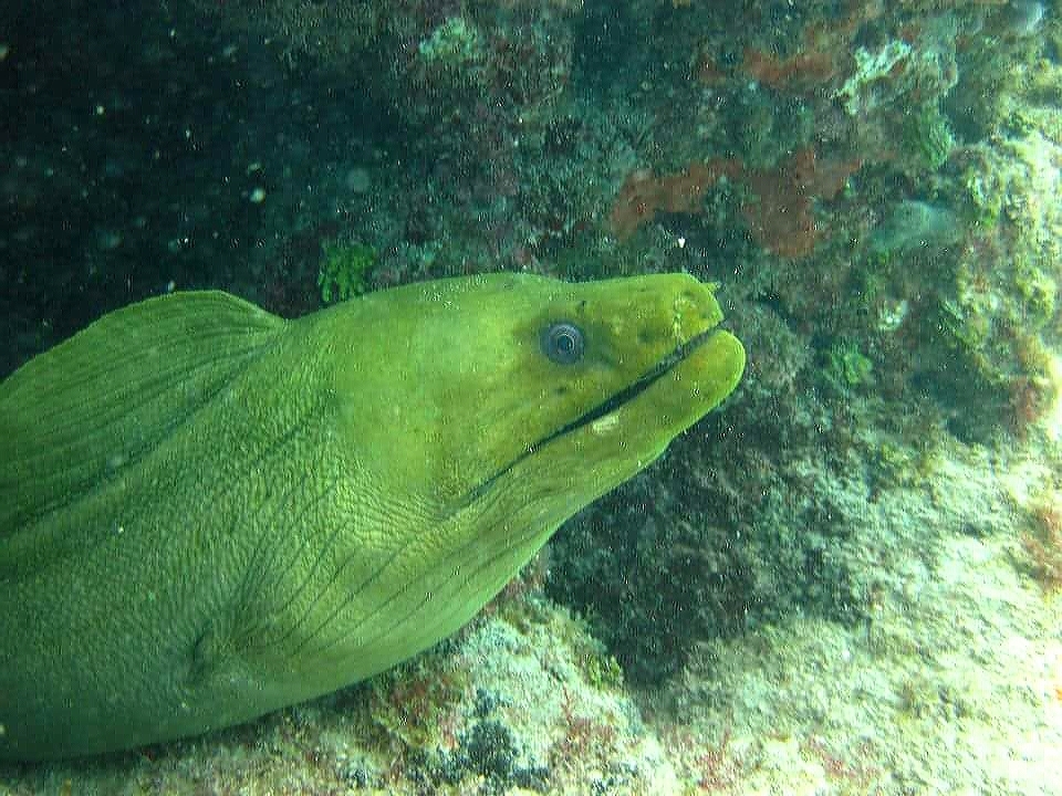 Morena Verde (Gymnothorax funebris) · Naturalista Costa Rica