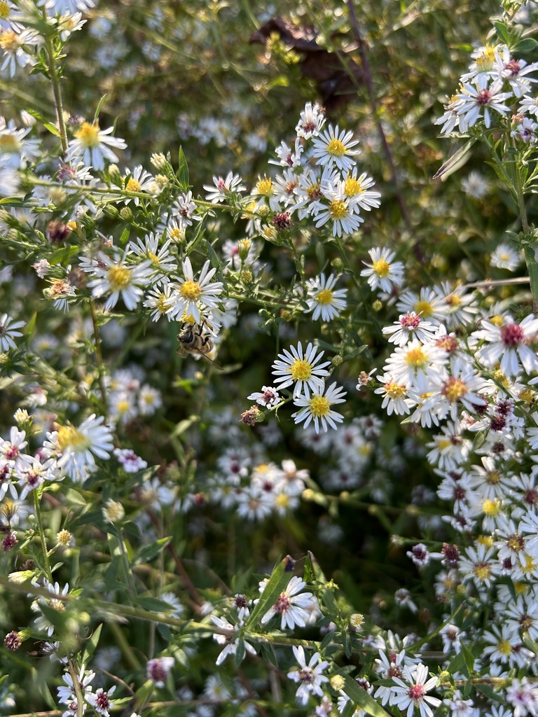 American asters from Hurdle Mills, NC, US on October 8, 2023 at 03:10 ...