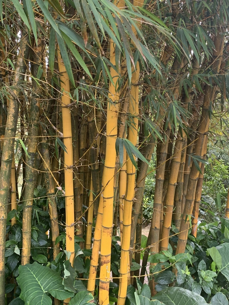 Bamboos, Canes, and Allies (Subfamily Bambusoideae)  iNaturalist