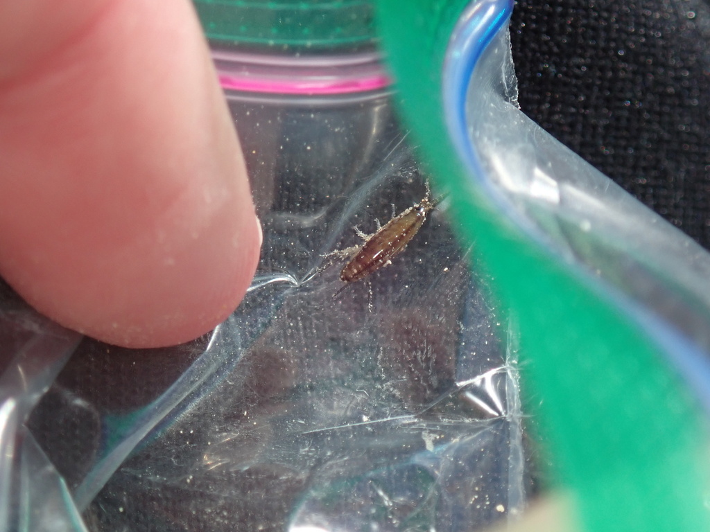 Terrestrial Amphipods from Bellingham, WA, US on October 1, 2023 at 04: ...