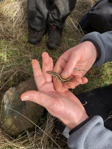 iNaturalist observation photo of Western Skink