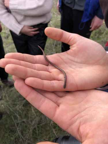 iNaturalist observation photo of Common Sharp-tailed Snake