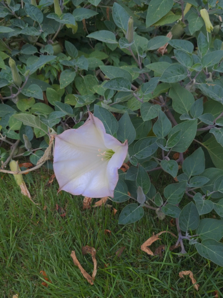 sacred-datura-from-budlong-woods-chicago-il-usa-on-october-13-2023