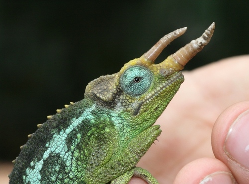 Jackson's Chameleon