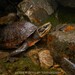 三線閉殼龜(金錢龜) - Photo 由 Artur Tomaszek 所上傳的 (c) Artur Tomaszek，保留所有權利