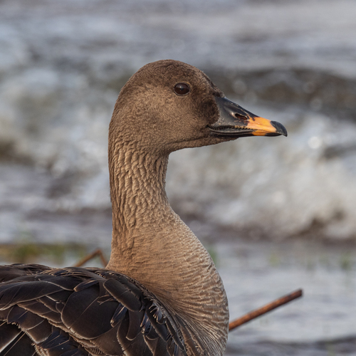 Tundra Bean Goose