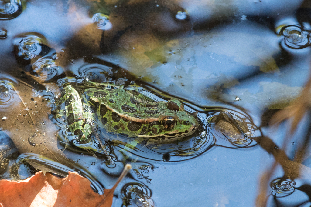 Northern Leopard Frog from Noblewood Park, Willsboro, NY 12996, USA on