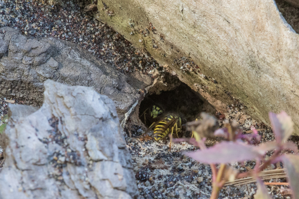Eastern Yellowjacket from Noblewood Park, Willsboro, NY 12996, USA on