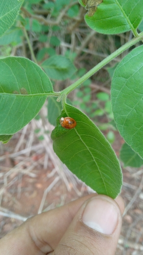 Asian Lady Beetle