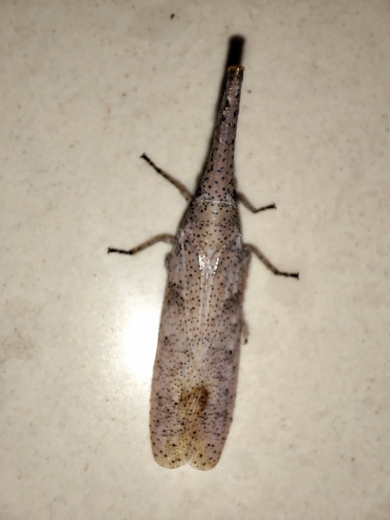 Zanza Insect Zanna chinensis from Beihai, CN-GX, CN on October 13, 2023 at 09:52 PM ...