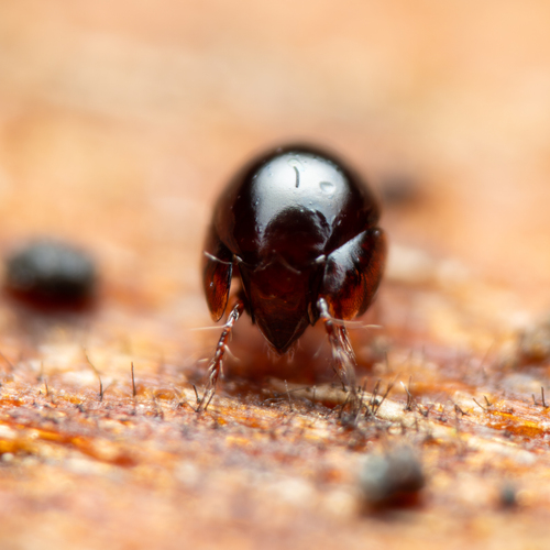Family Galumnidae · iNaturalist