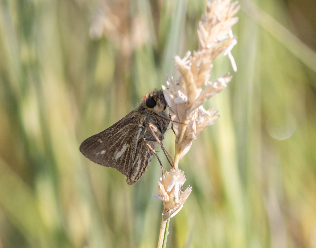 Salt marsh skipper from oceanside marine nature study area on september