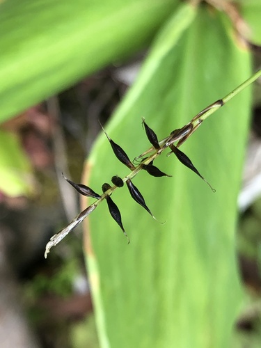 Carex peregrina Link