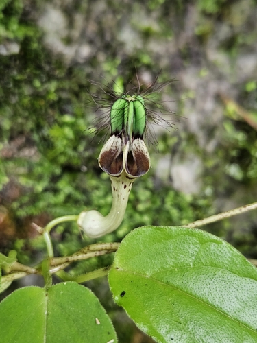 Ceropegia kachinensis
