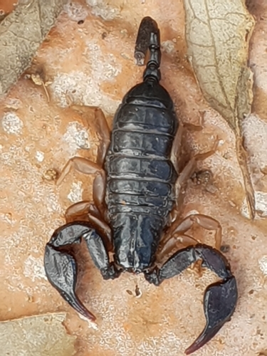 European Yellow-tailed Scorpion