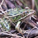 Northern Leopard Frog - Photo (c) Jessie Aguilar, all rights reserved, uploaded by Jessie Aguilar