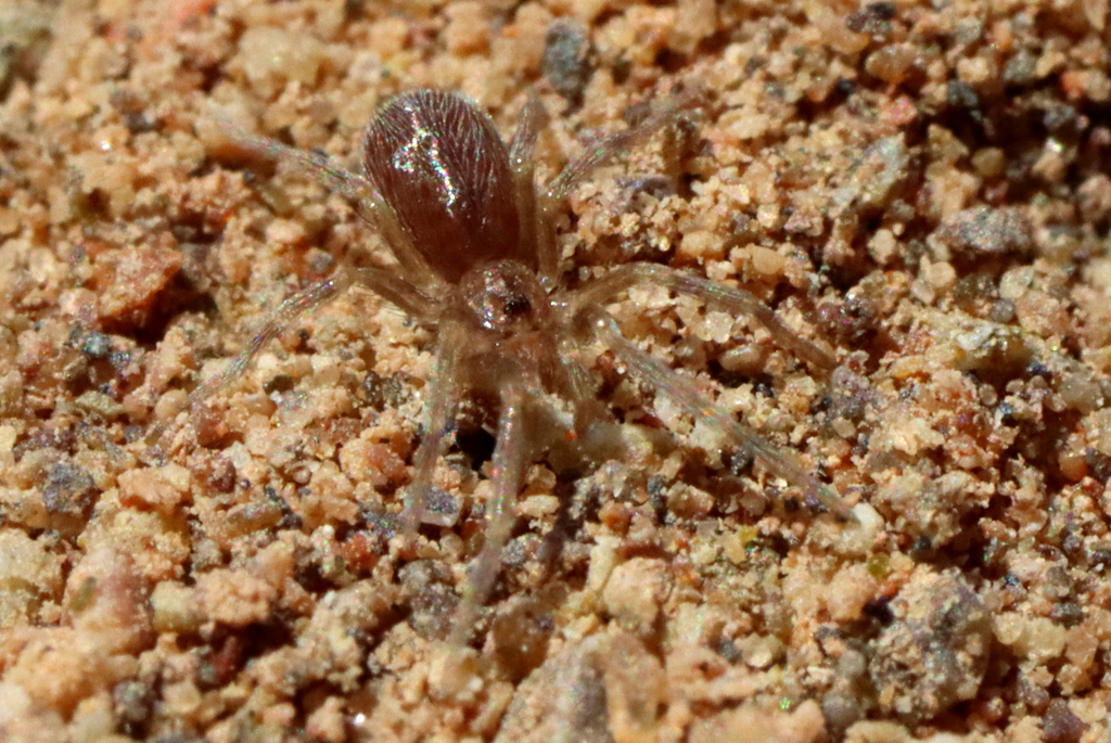 Pikelinia in October 2023 by Michael Weymann · iNaturalist