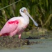 粉紅琵鷺 - Photo (c) drdad，保留所有權利