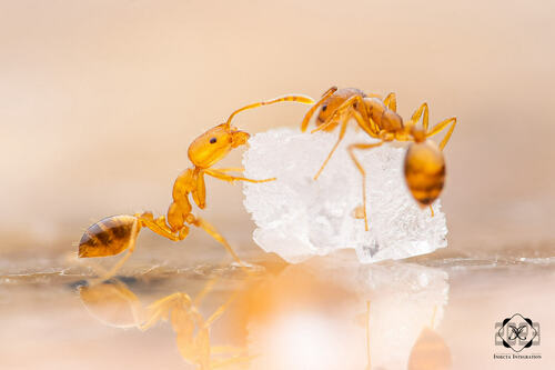 Monomorium pharaonis