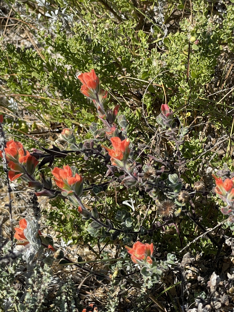 Monterey Indian Paintbrush from Asilomar Dune Boardwalk, Pacific Grove ...