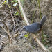Ochre-flanked Tapaculo - Photo (c) armin barria, all rights reserved, uploaded by armin barria