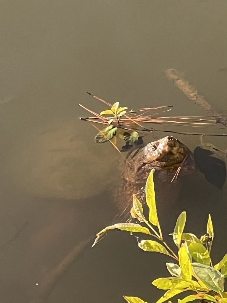 Common Snapping Turtle from N.C. State Fair, Raleigh, NC, US on October