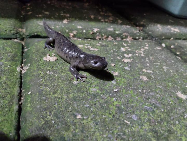 Lake Lerma Salamander