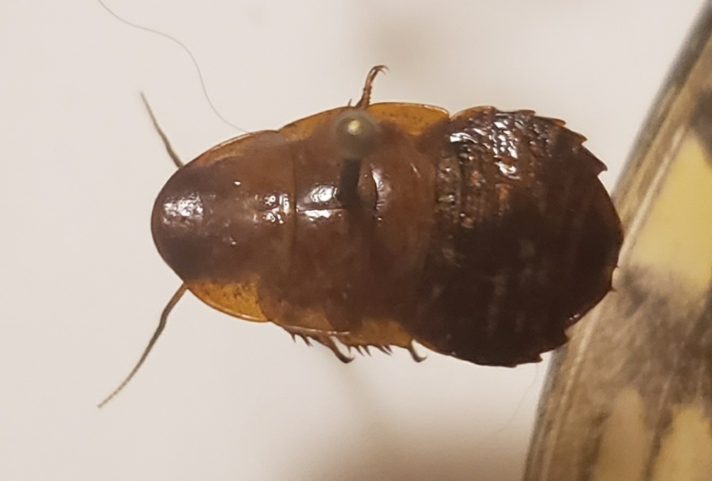 Cockroaches And Termites From Bent Creek NC 28806 USA On September 22   Large 