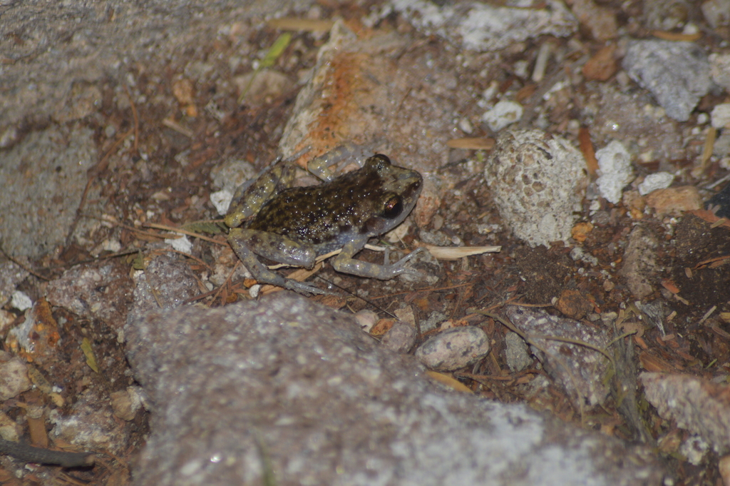 Spotted Chirping Frog from Vanegas, S.L.P., México on October 13, 2023 ...